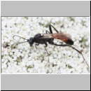 Exetastes notatus - Schlupfwespe w01a 12mm - OS-Wallenhorst Sandgrube det06.jpg